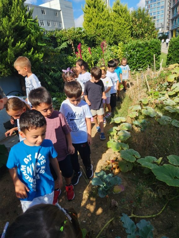 Organik sebze uygulama bahçemizde hasat zamanı ! görseli 10