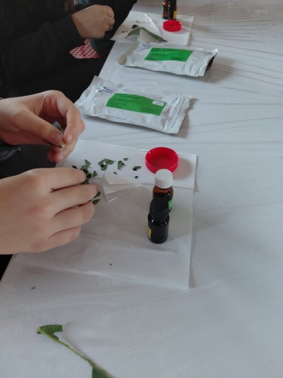 Biyoloji dersimiz kapsamında hücrenin organellerinden kloroplasttaki klorofil izolasyonu deneyini Rahmi Koç Müzesi’nde gerçekleştirdik. görseli 2